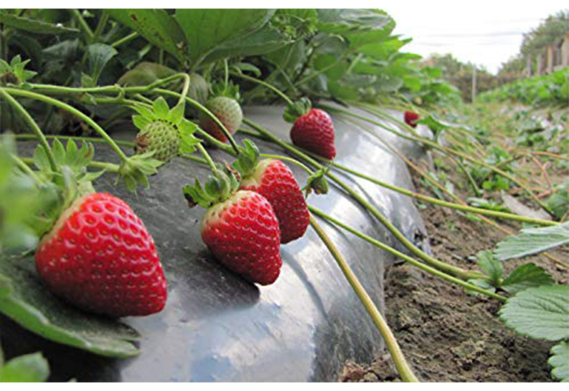 biodegradable mulch film roll plastic