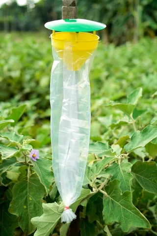 fanel pheromone trap