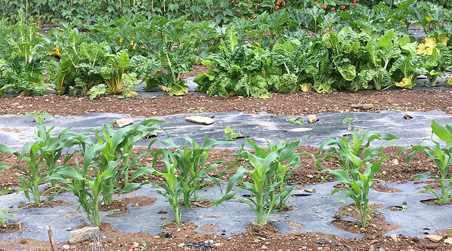 mulch sheet 900x500 1