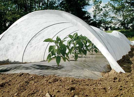 plant protection cover