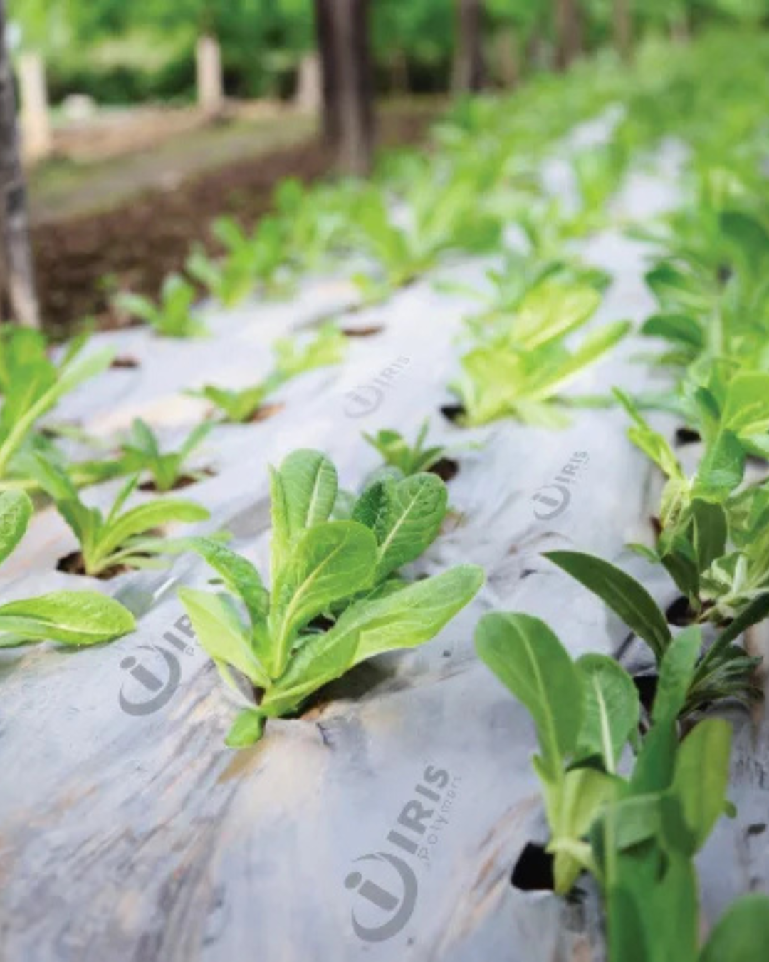 Untitled design 12 2