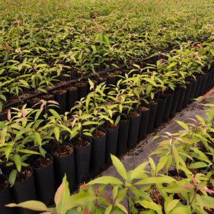 Non- Prime Mulch Film